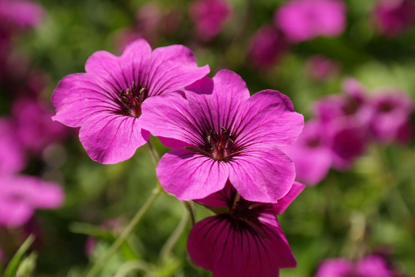 免费照片开满美丽粉色花朵的花园