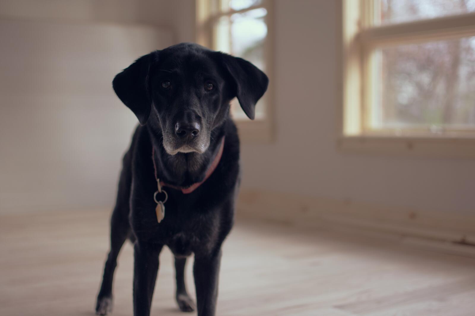 Free photo A black Labrador retriever in an empty room