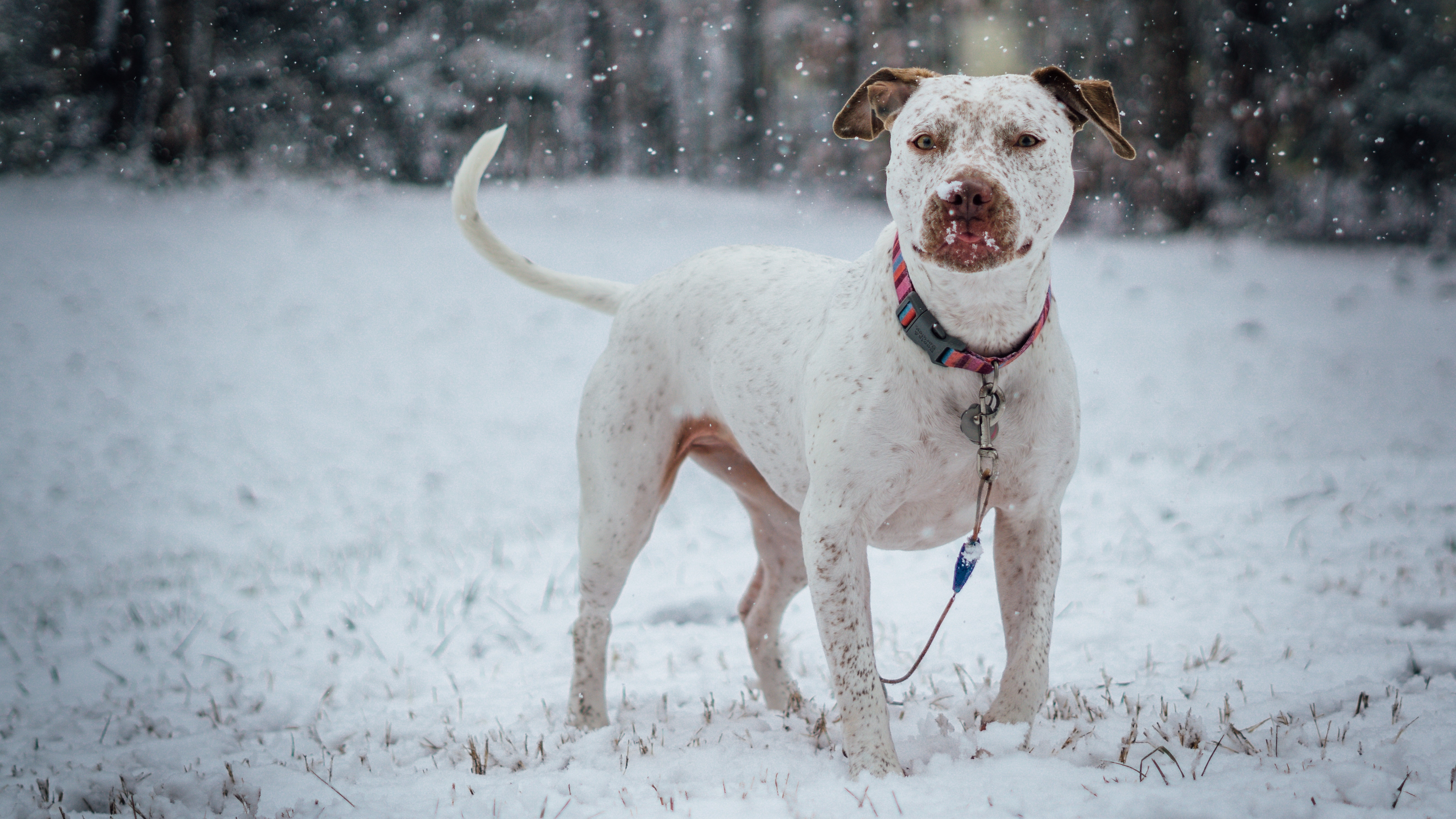 Фото бесплатно снег, воротник, собаки