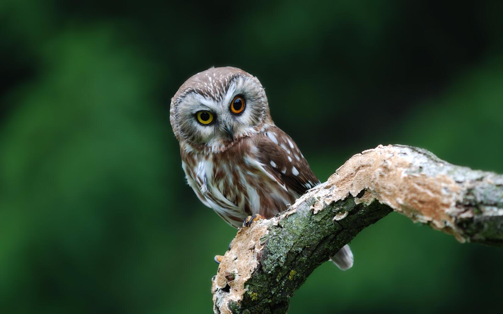 Free photo A curious little owl with colored eyes sits in a tree