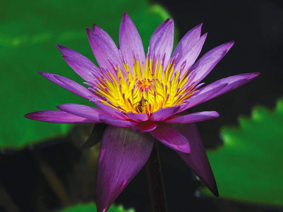 The blossoming bud of a water lily