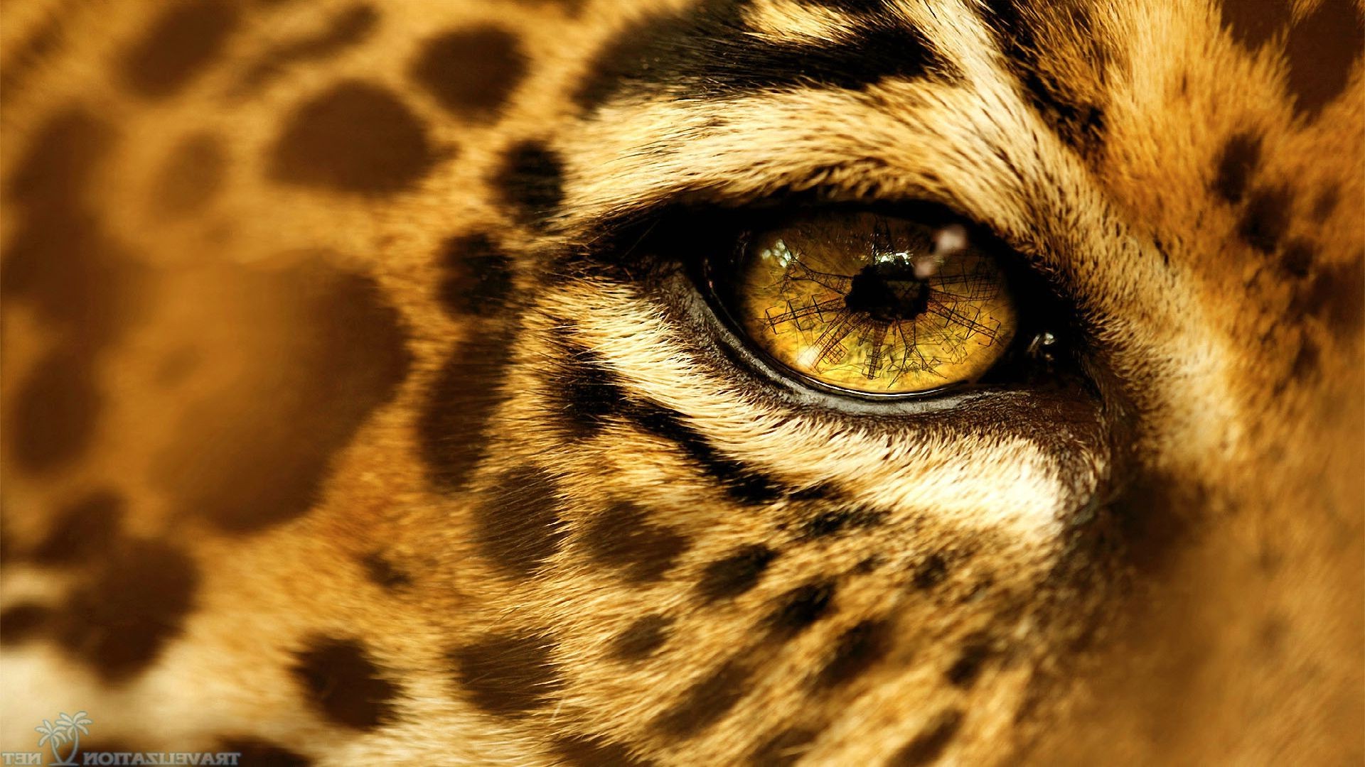 Wallpapers animals eyes wildlife on the desktop