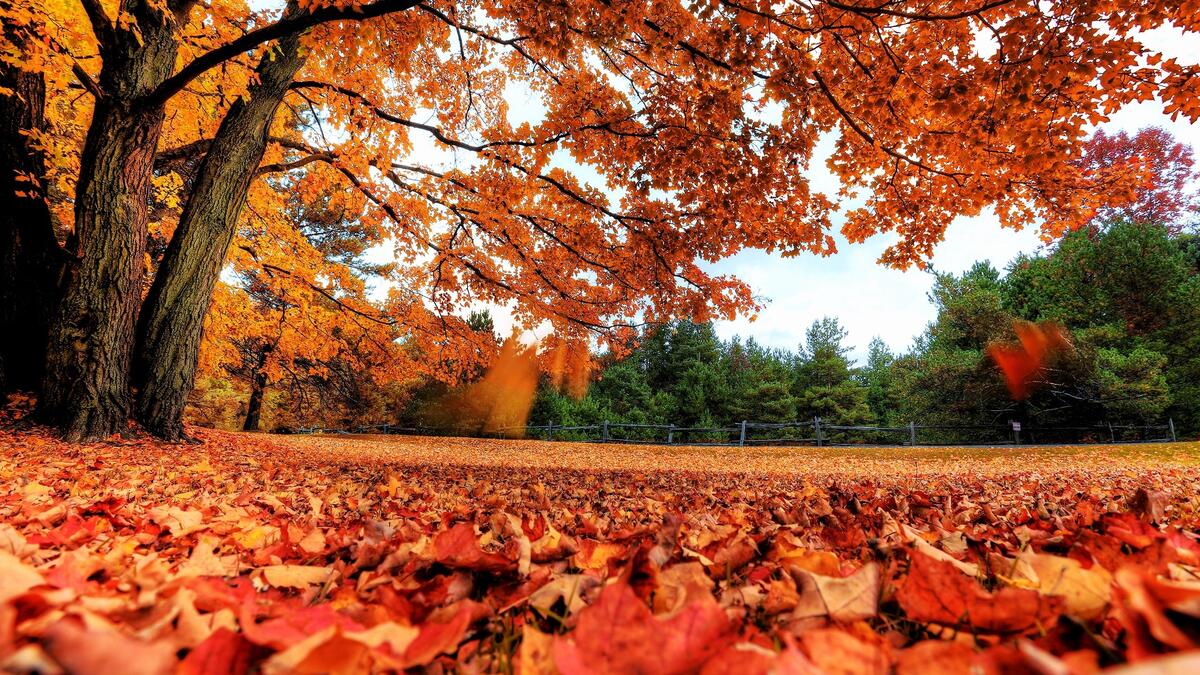 Падающие осенний листья клена в парке