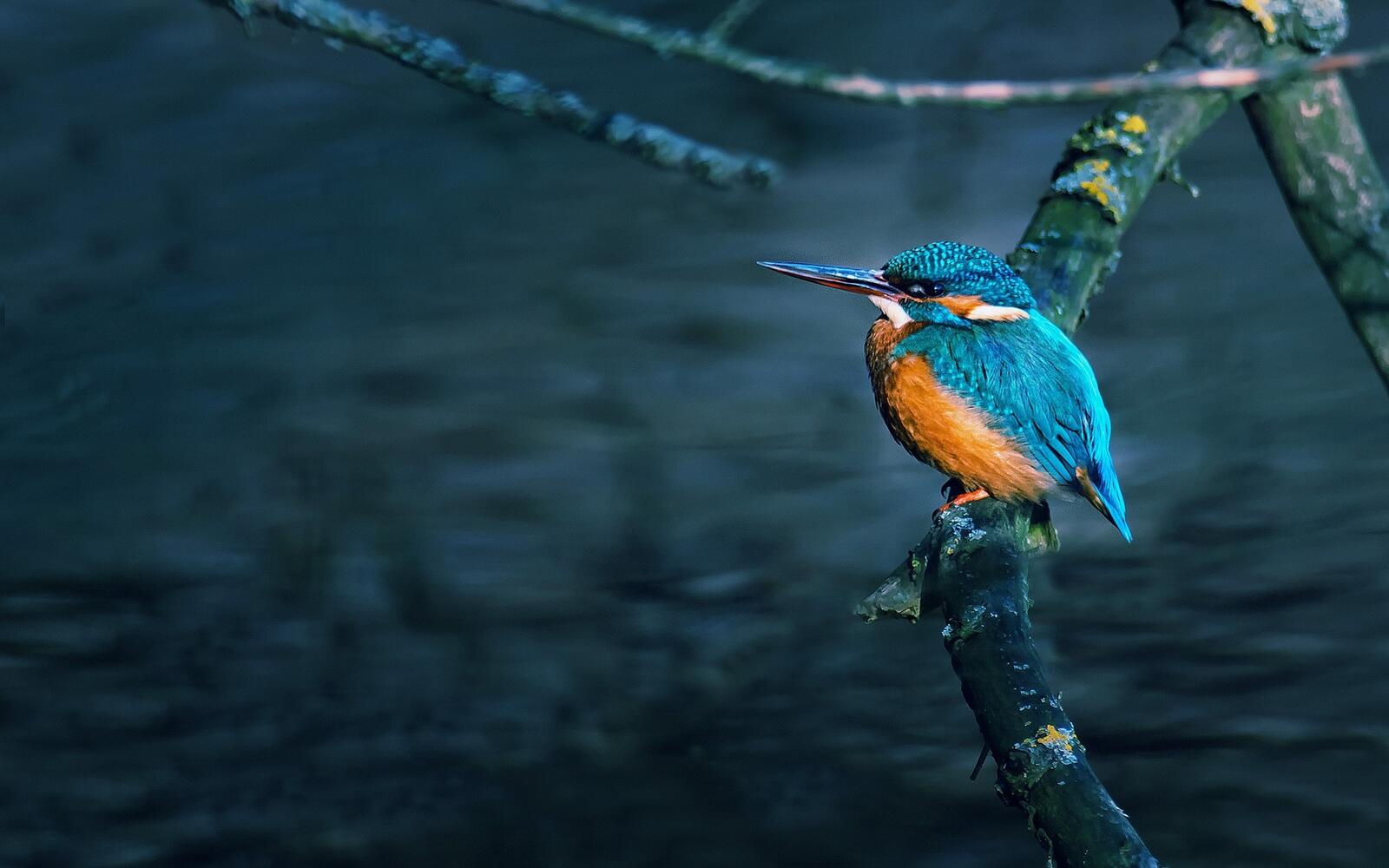 Free photo Common kingfisher on a branch