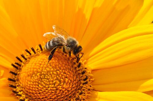 Пчелка на цветке крупным планом