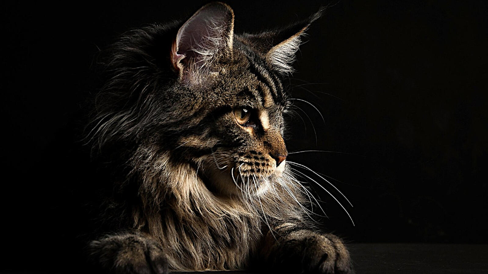 Бесплатное фото Большой кот мейкун на черном фоне