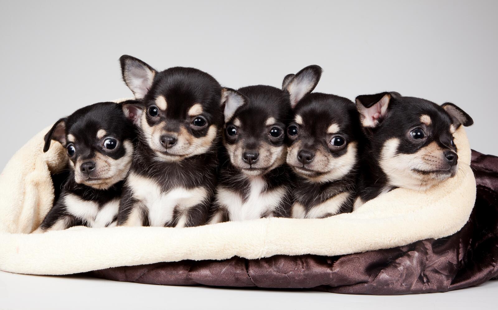 Free photo Chihuahua puppies