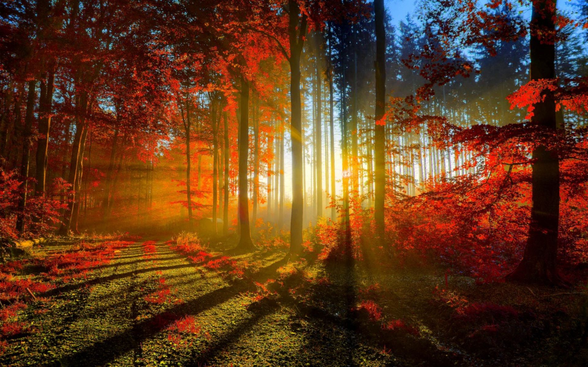 Бесплатное фото Осенний лес