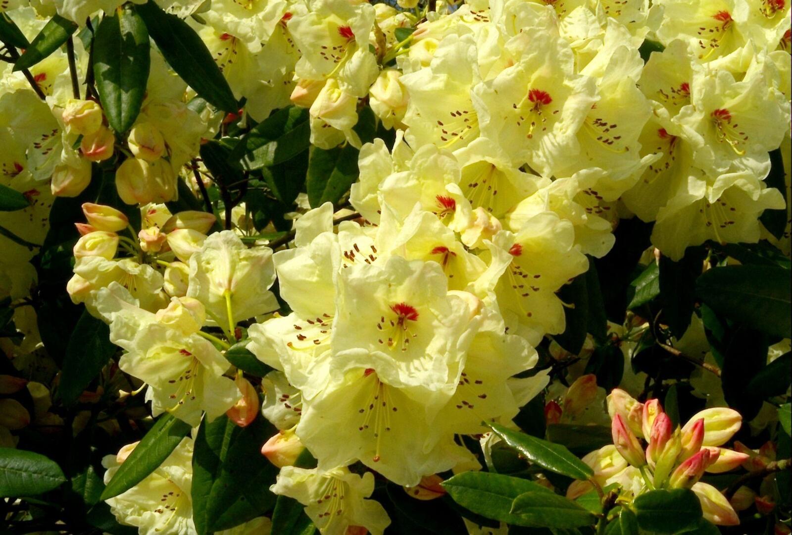Wallpapers rhododendron bloom shrubs on the desktop