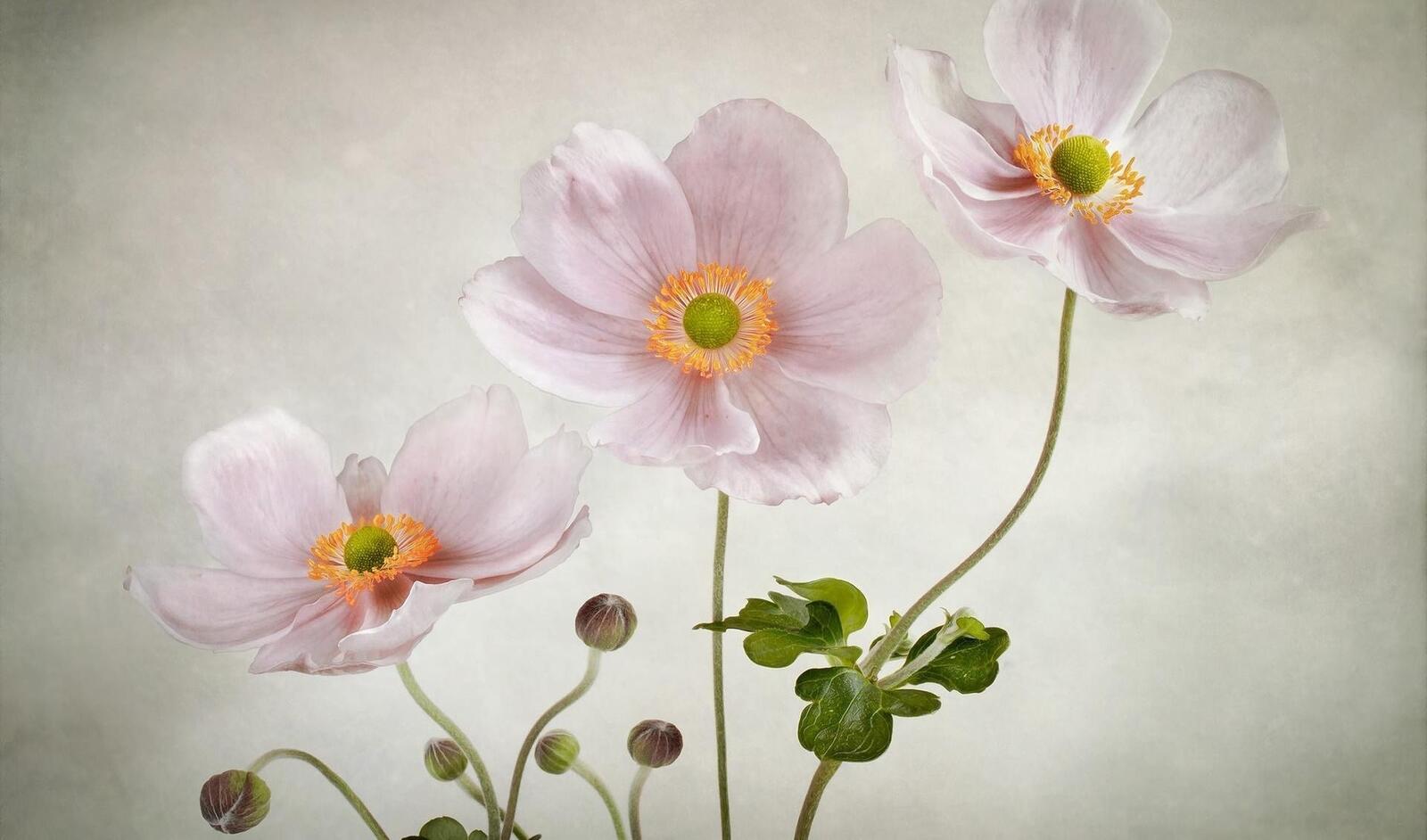 Wallpapers buds wallpaper pink anemone flowers on the desktop