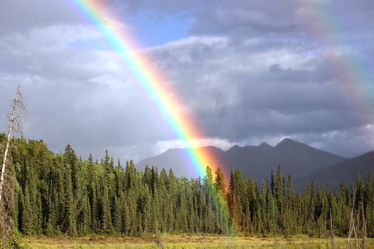 A rainbow in a forested area