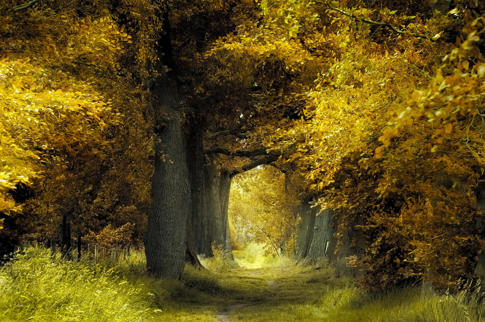 Бесплатное фото Желтая осень в лесу