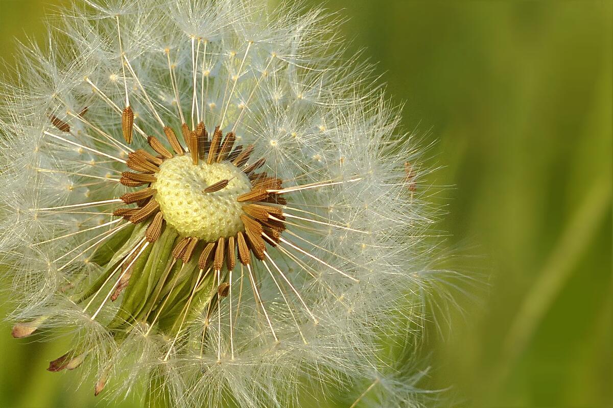 The dandelion drops its seeds, parachutes