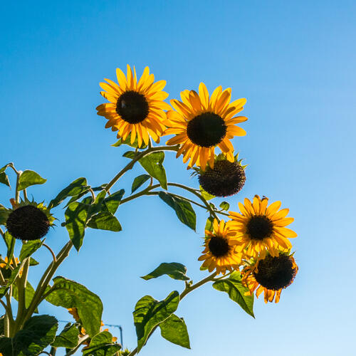 Tiny sunflower flowers against the sky