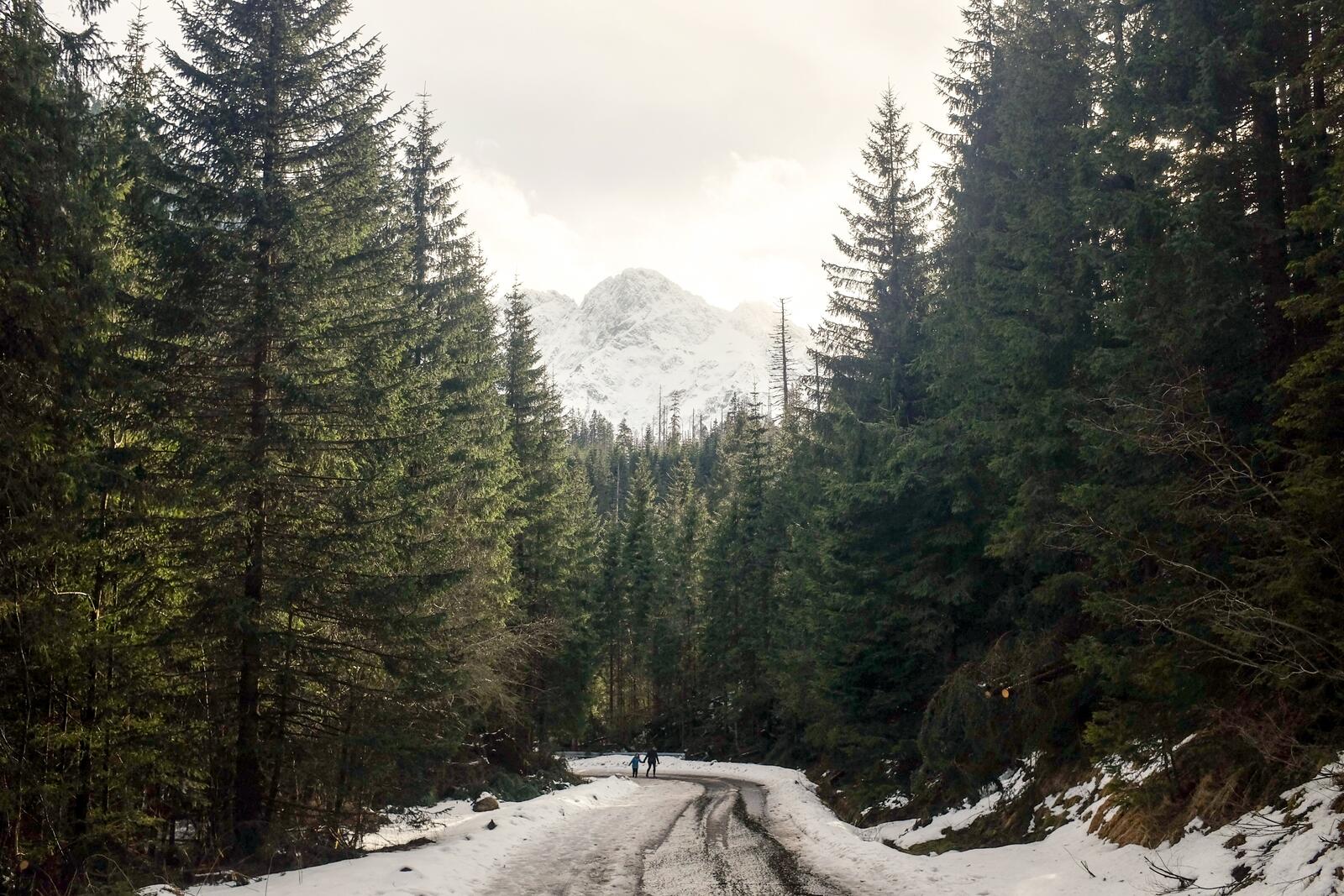 Бесплатное фото Зимняя дорого через густой хвойный лес