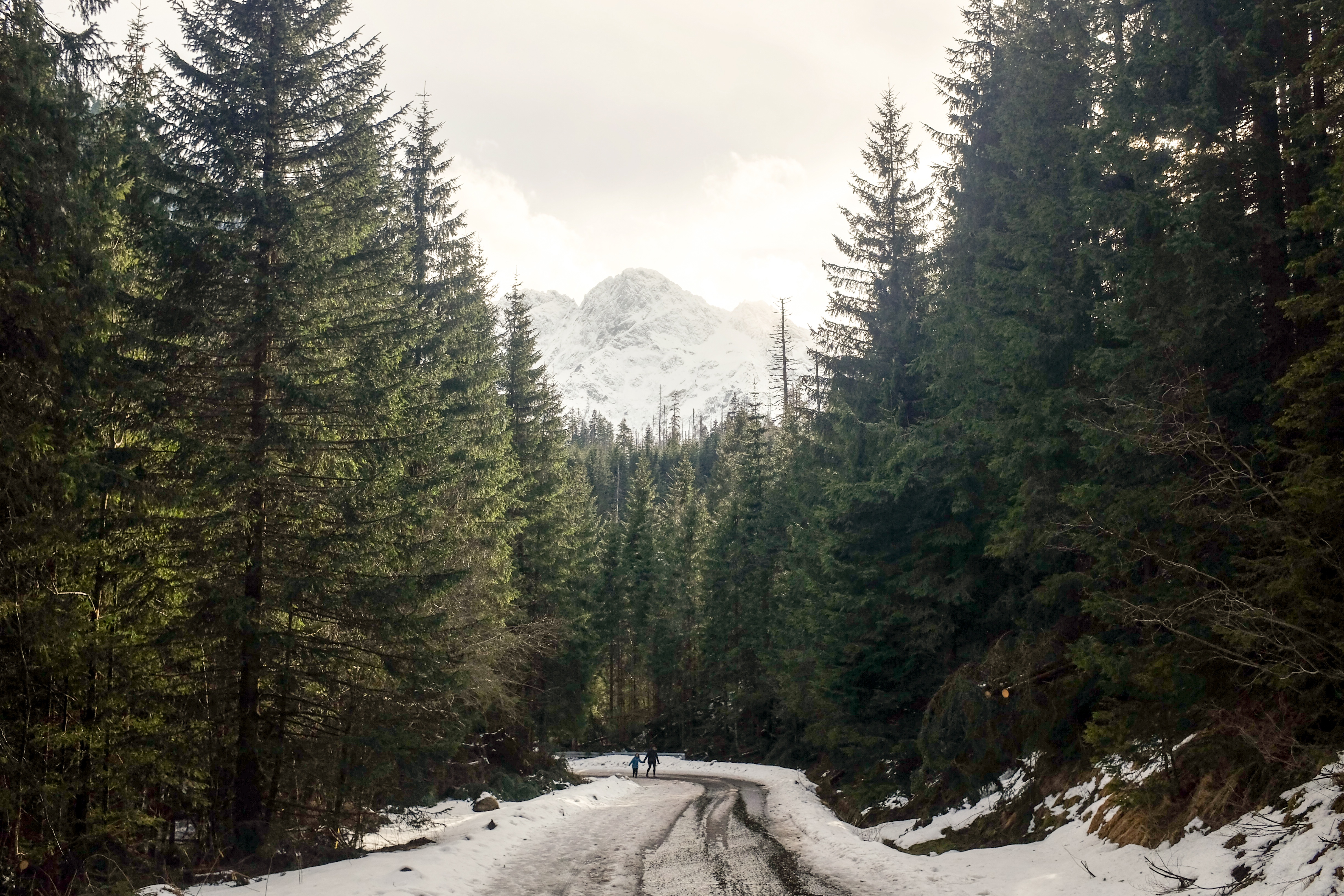 免费照片穿过茂密针叶林的冬季公路