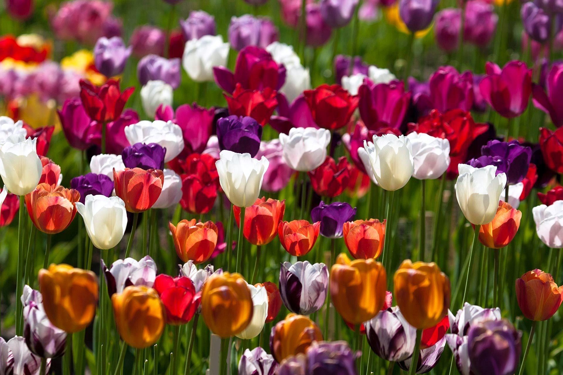 Бесплатное фото Большое поле с цветными тюльпанами