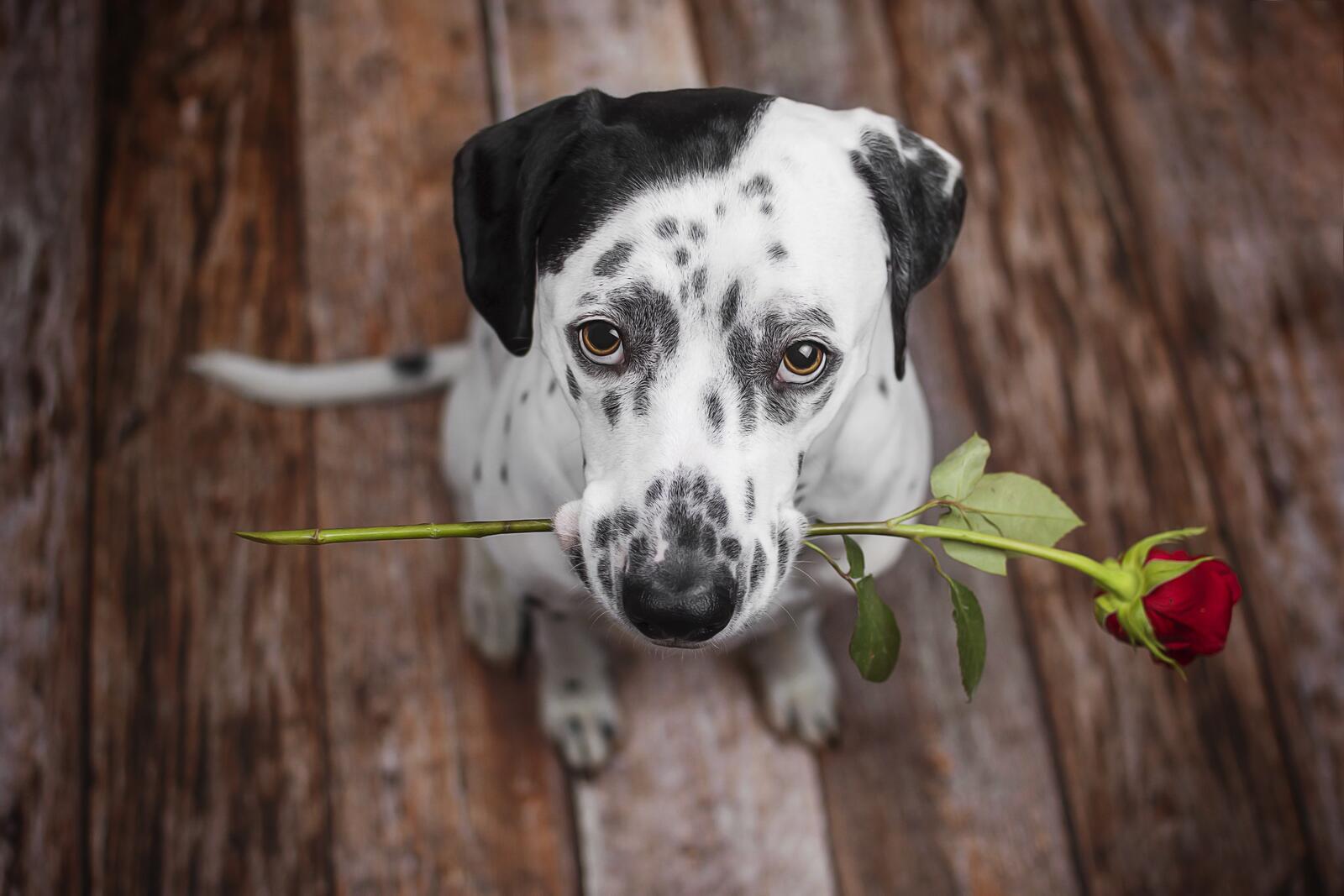 Free photo The Dalmatian brought a rose