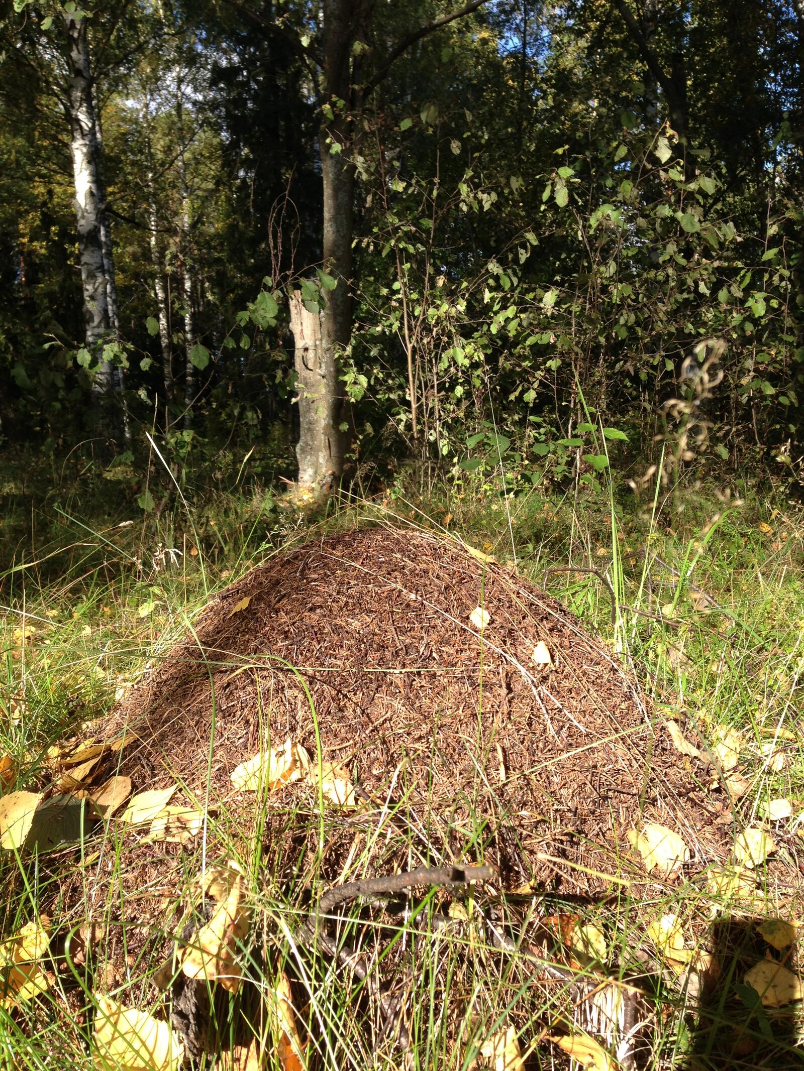 Free photo A big ant hill in the woods