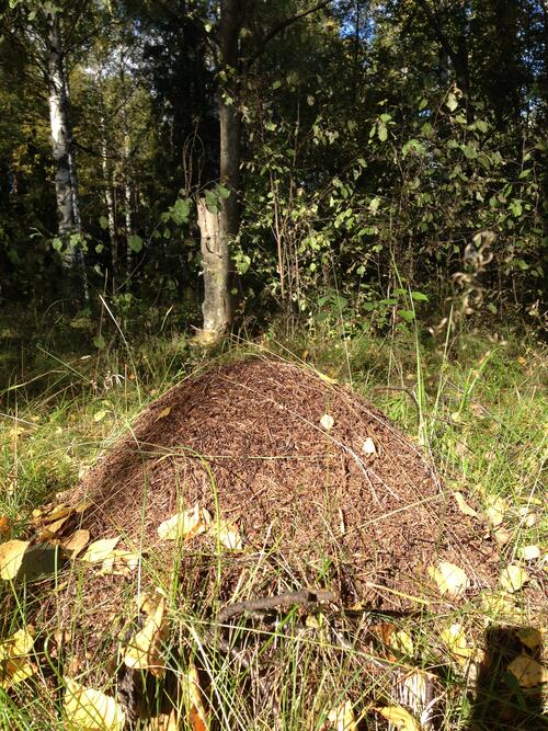 A big ant hill in the woods