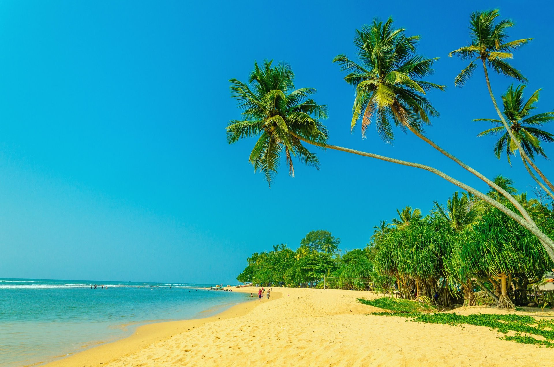海边有棕榈树的沙滩