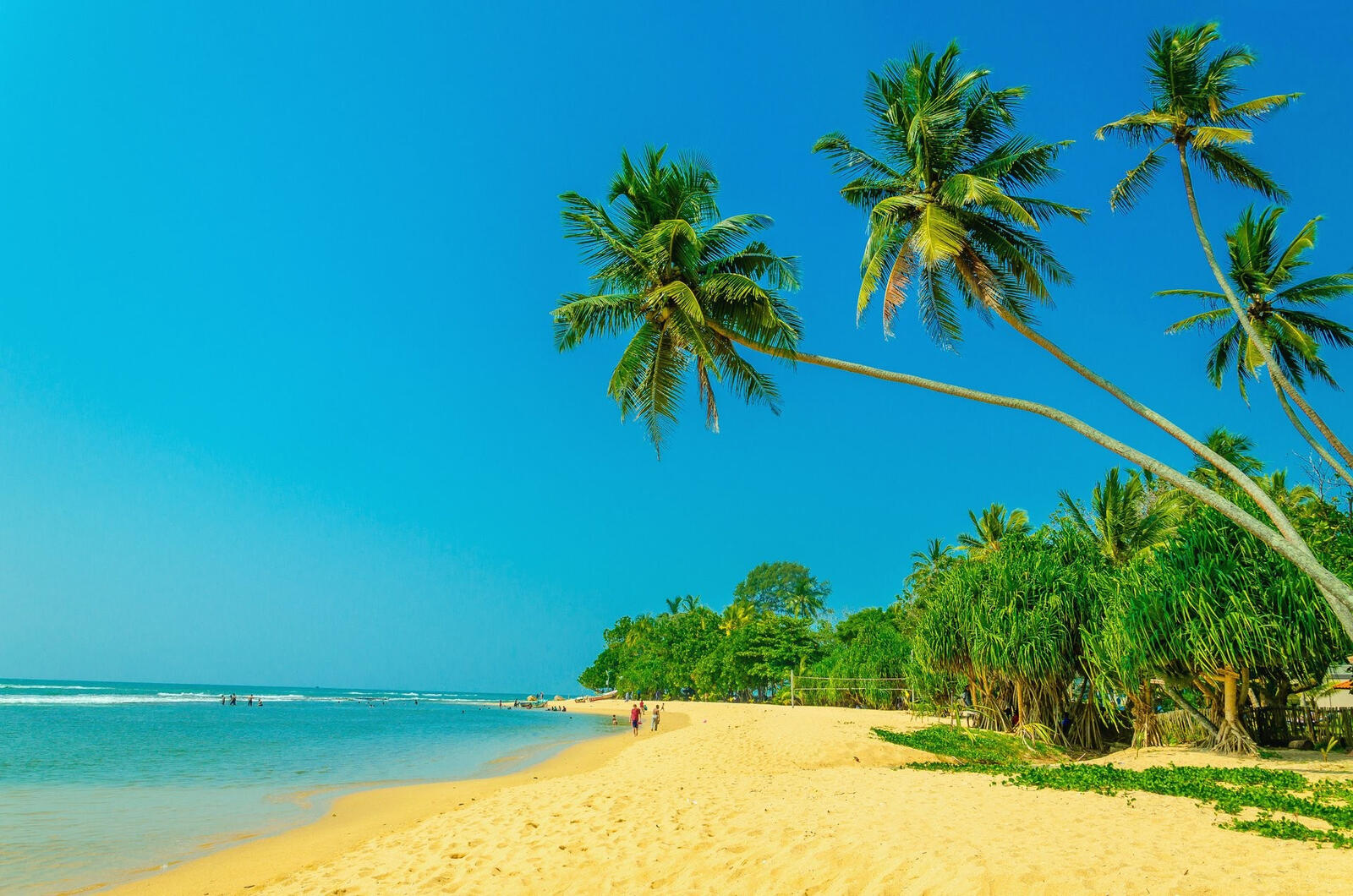 Бесплатное фото Песчаный пляж с пальмами у океана