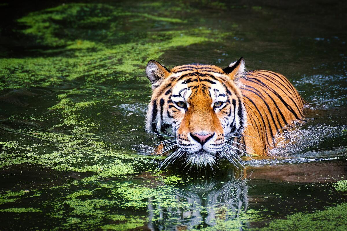Тигр идет по глубокой реке