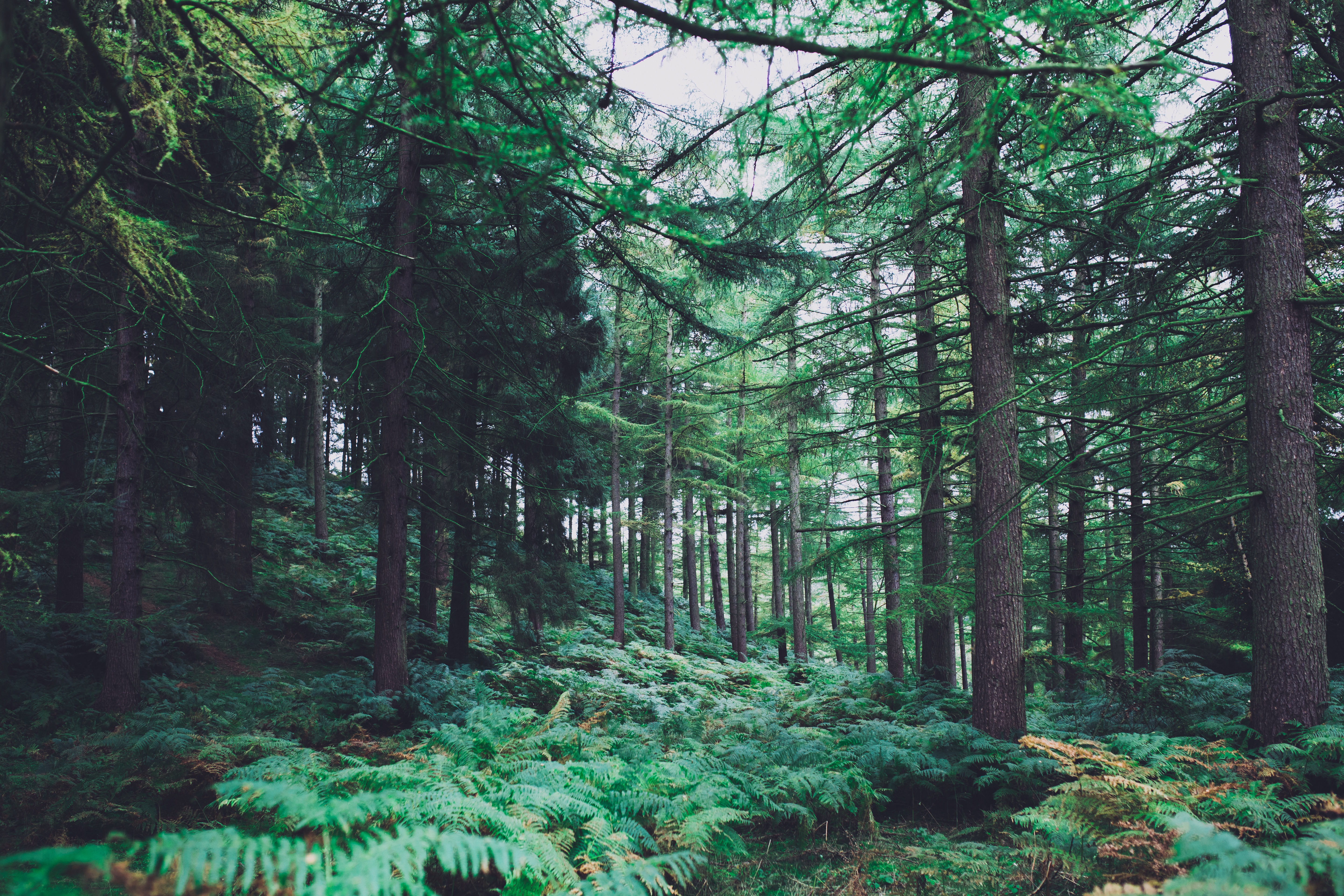 Бесплатное фото Старый темный лес с папоротником