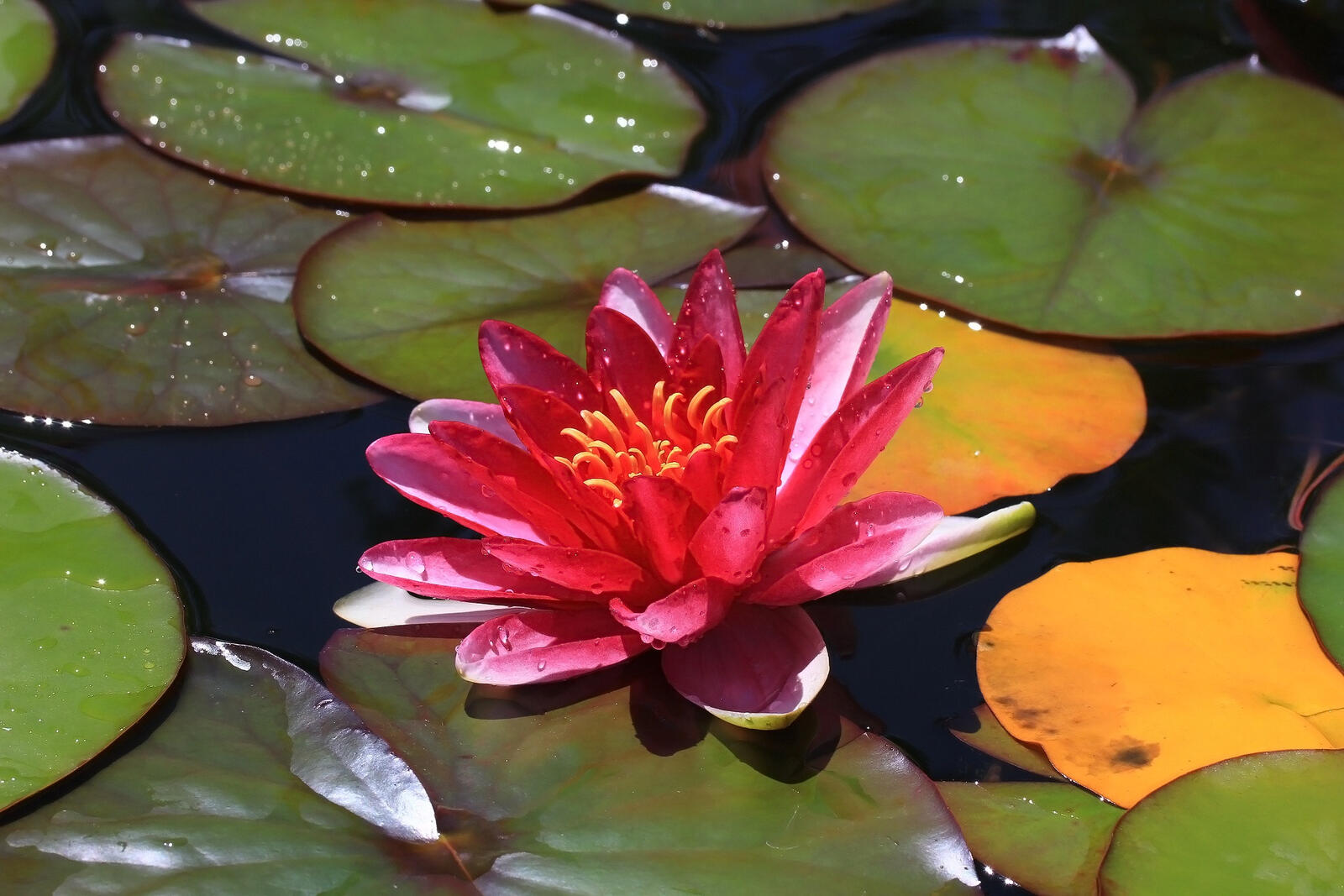 Free photo Pink water lily wallpaper