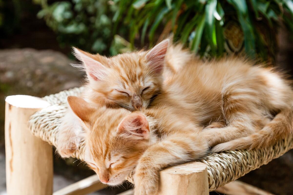 Два рыжих котенка спят