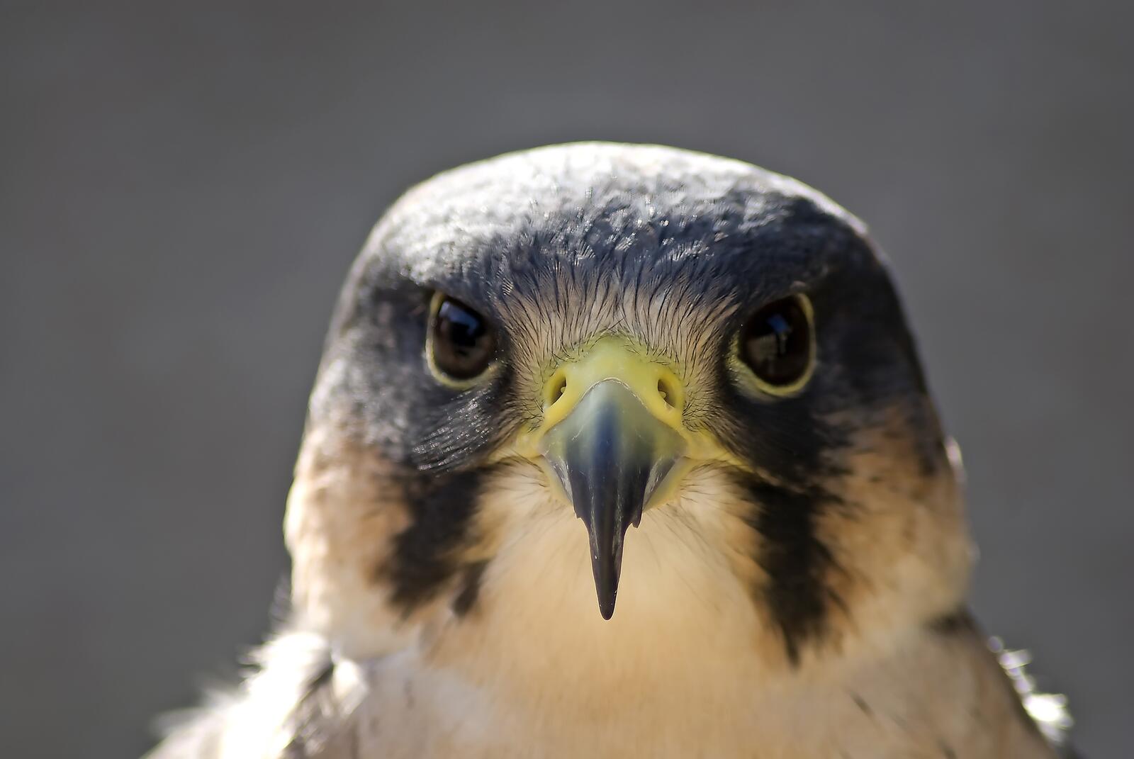 Free photo Portrait of a peregrine falcon bird
