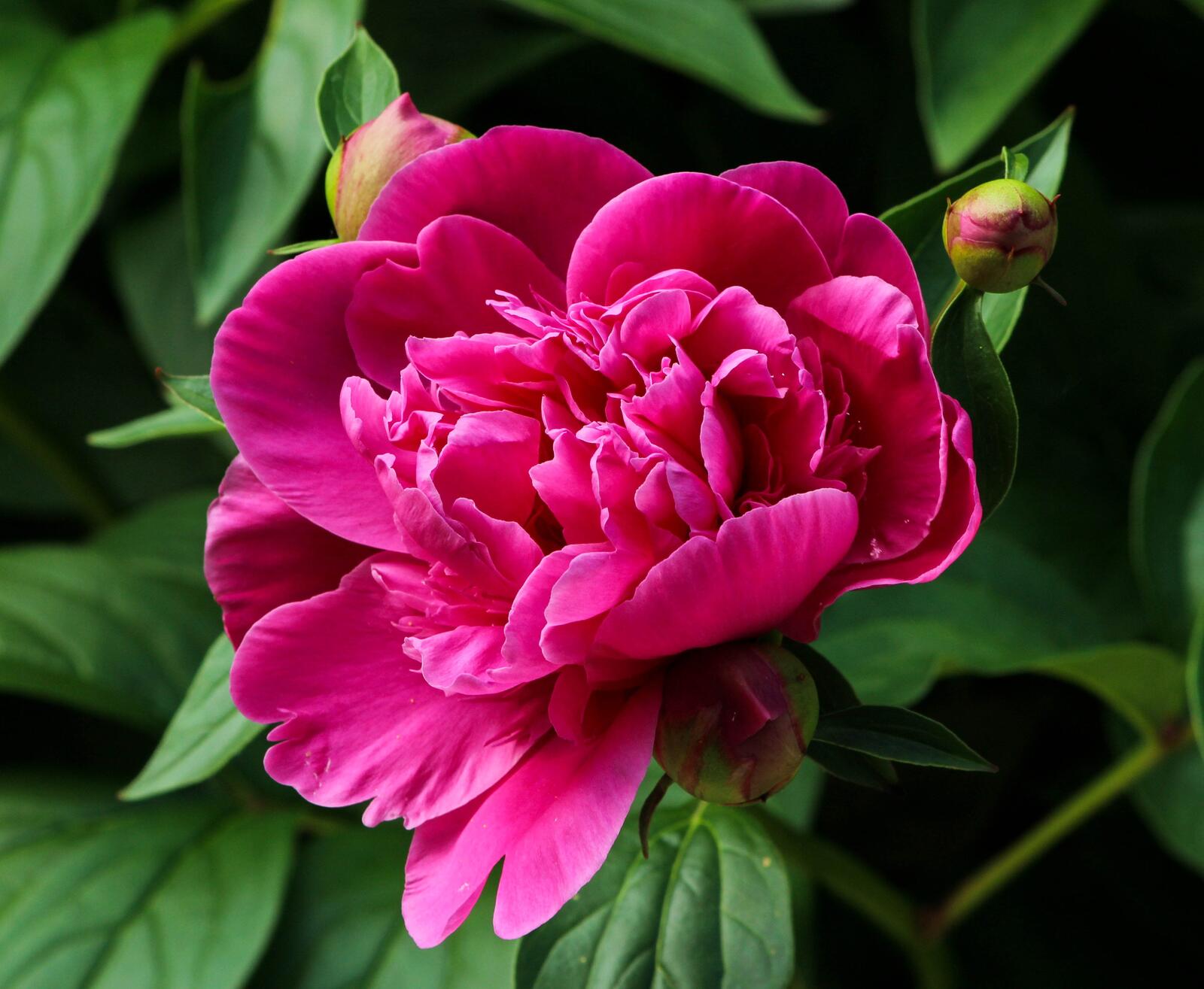 免费照片玫瑰牡丹花蕾