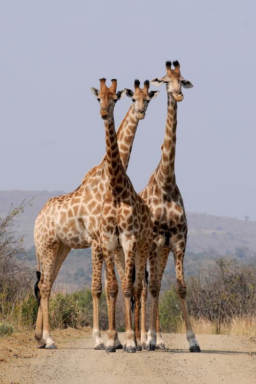 A young family of giraffes