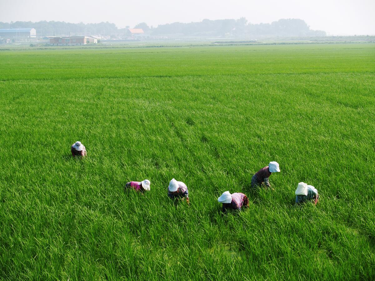 People work in the rice field