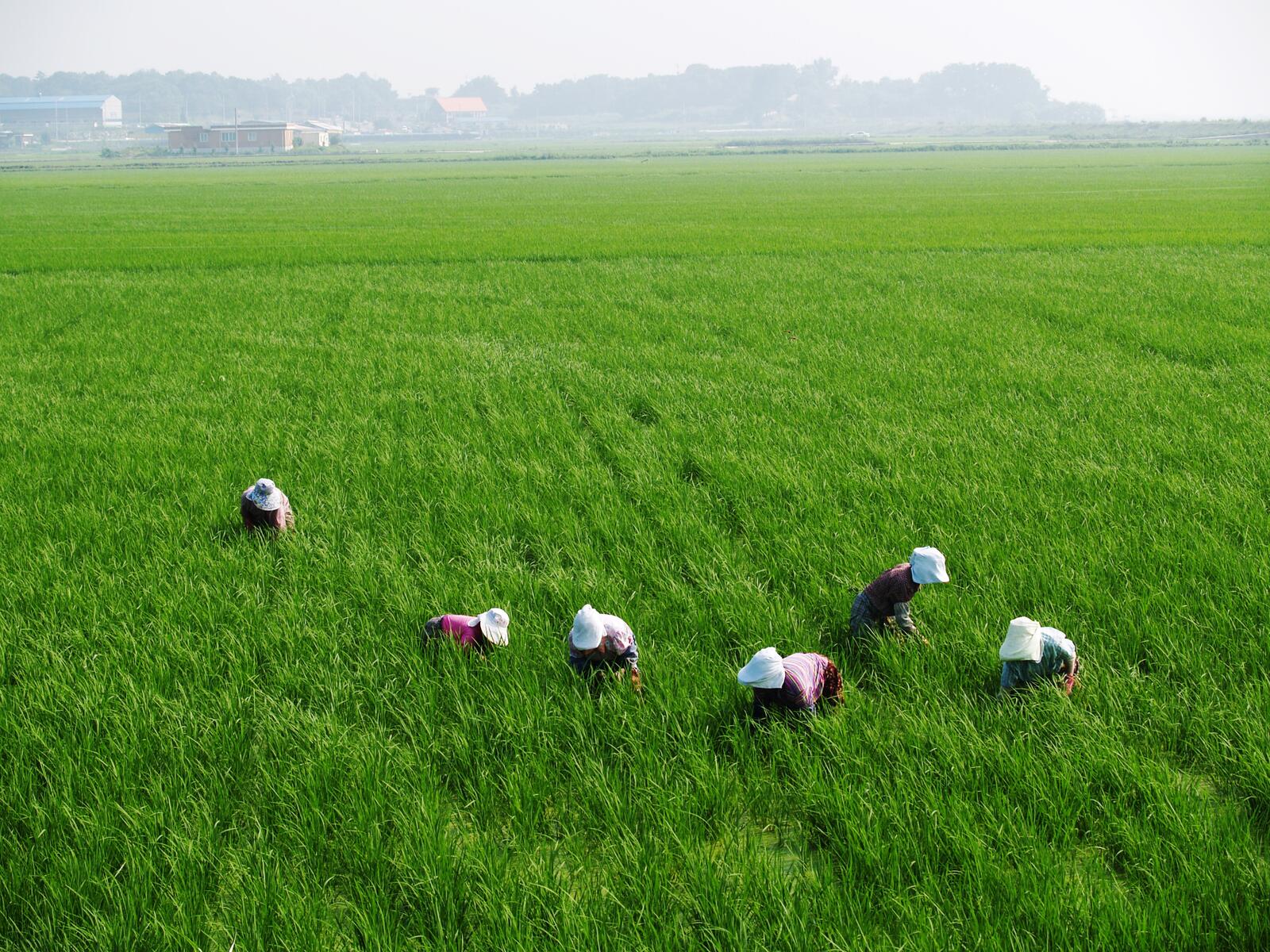Бесплатное фото Люди работают на рисовом поле
