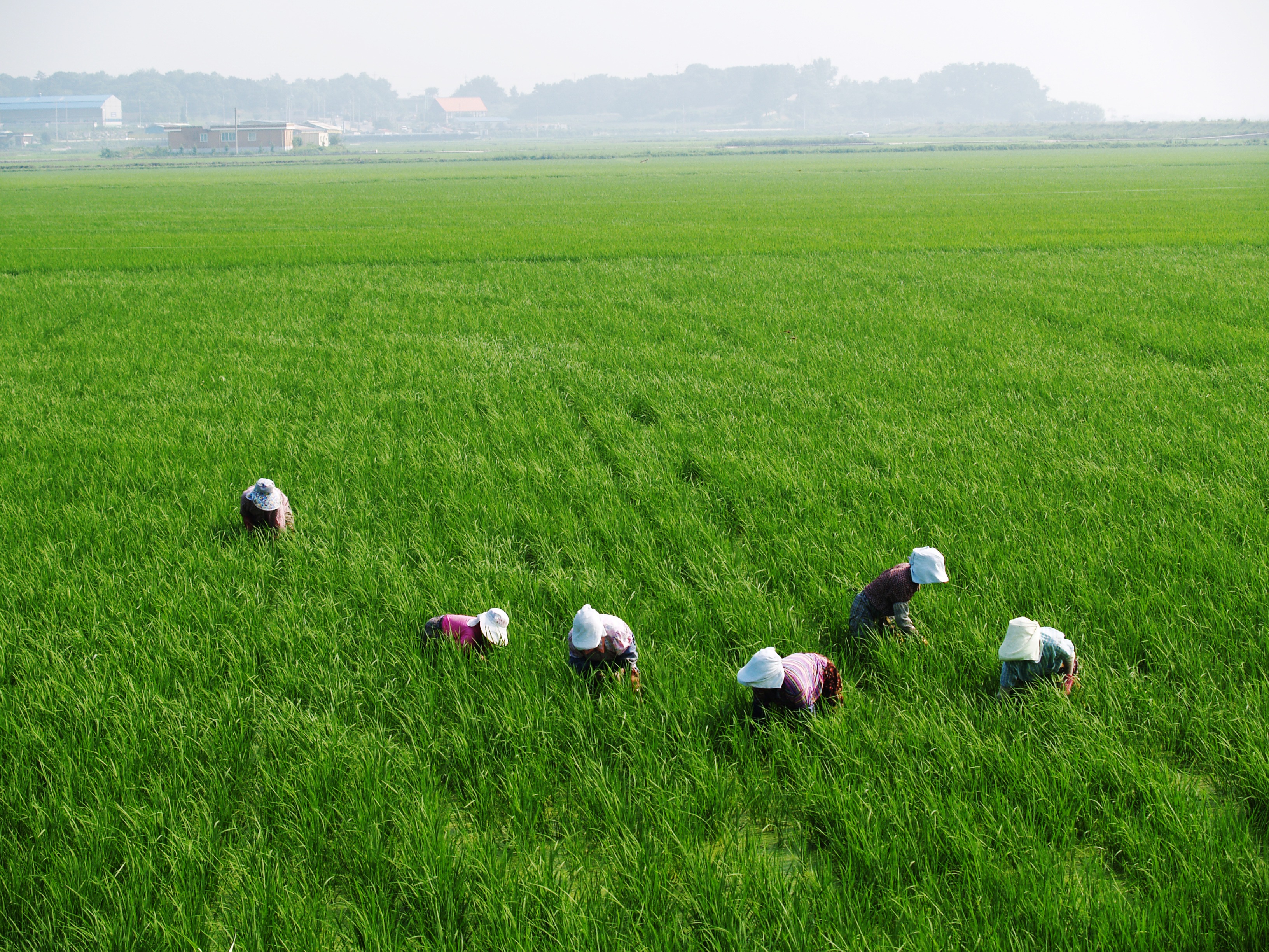 免费照片人们在稻田里劳作