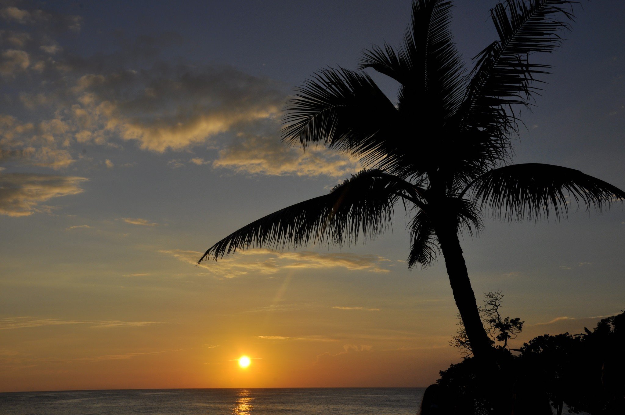 Силуэт пальмы на закате