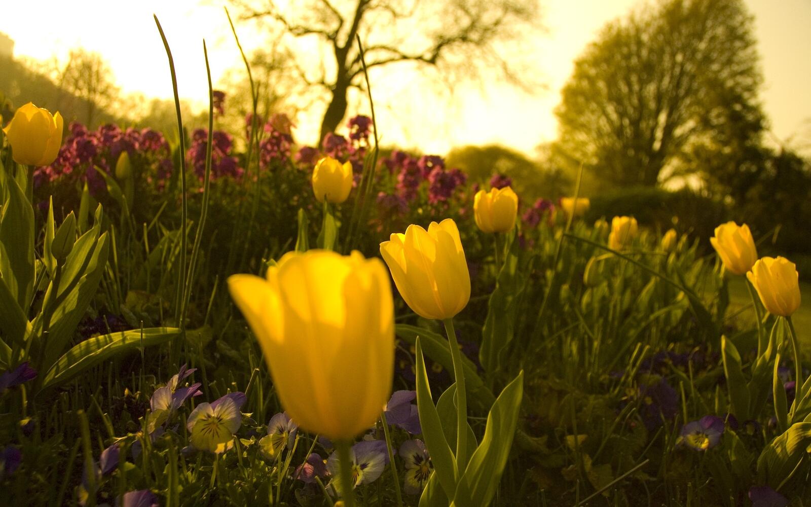 Бесплатное фото Желтые тюльпаны на закате