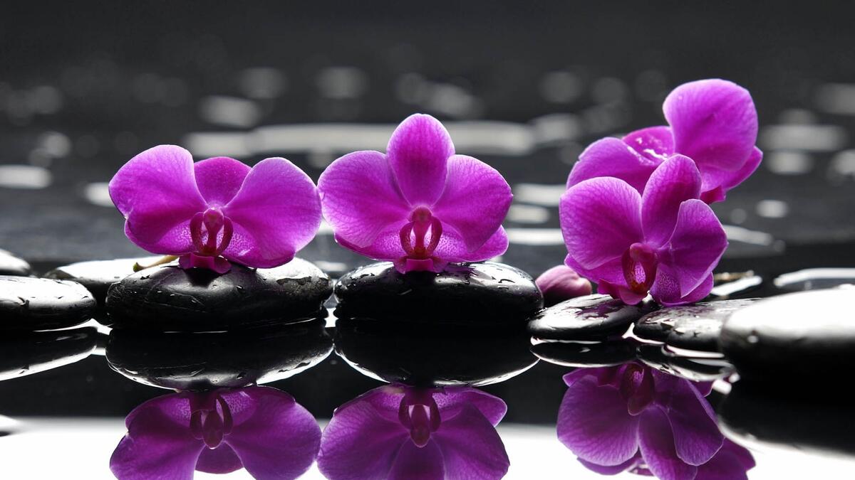 Purple flowers in a puddle