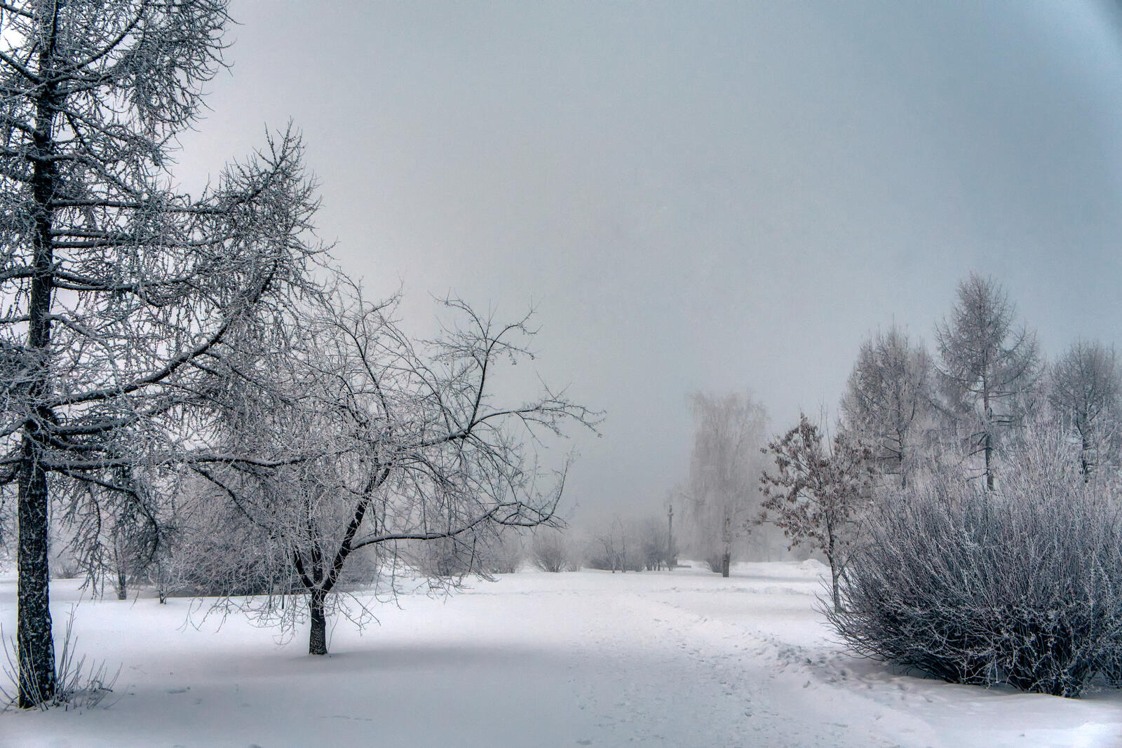 Бесплатное фото Зимняя природа в пасмурную погоду