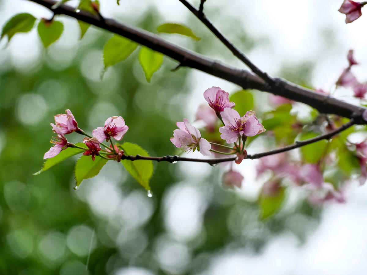 Розовые цветочки на ветке дерева в дождливую погоду