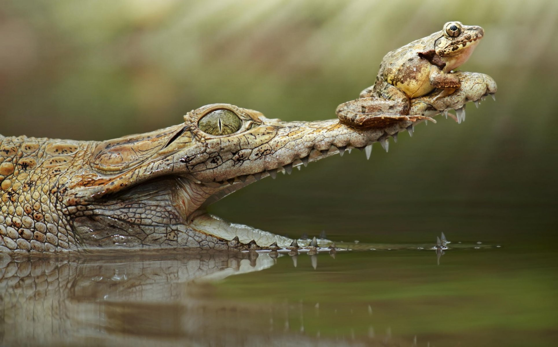 Бесплатное фото Крокодил с лягушкой на носу