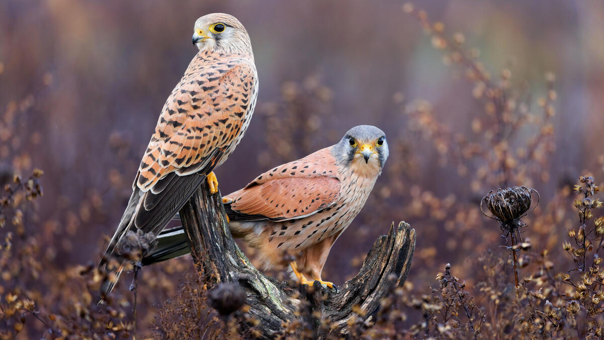 Two falcons sitting on a tree branch