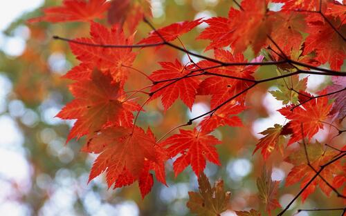Красные кленовые листья на ветках деревьев