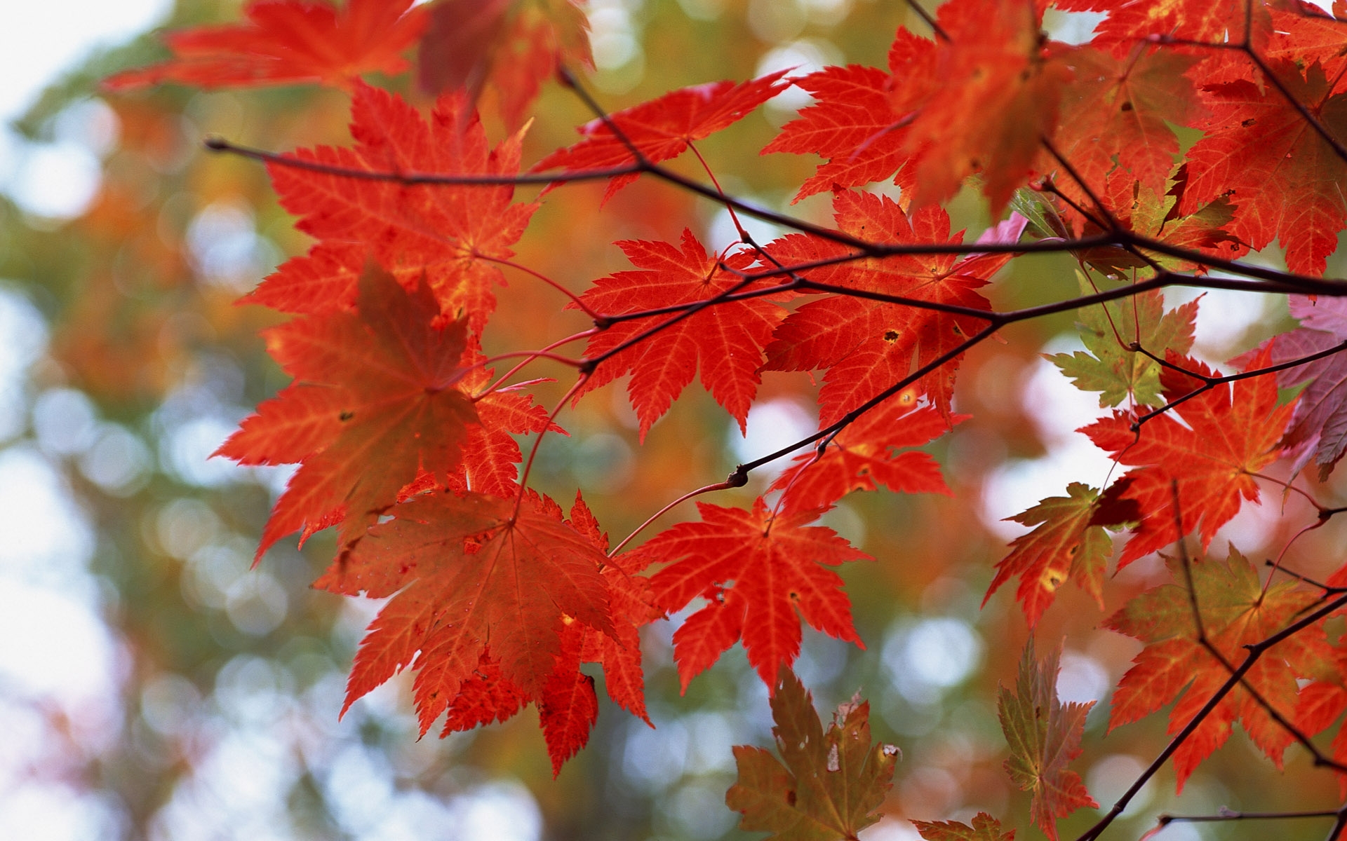 Бесплатное фото Красные кленовые листья на ветках деревьев