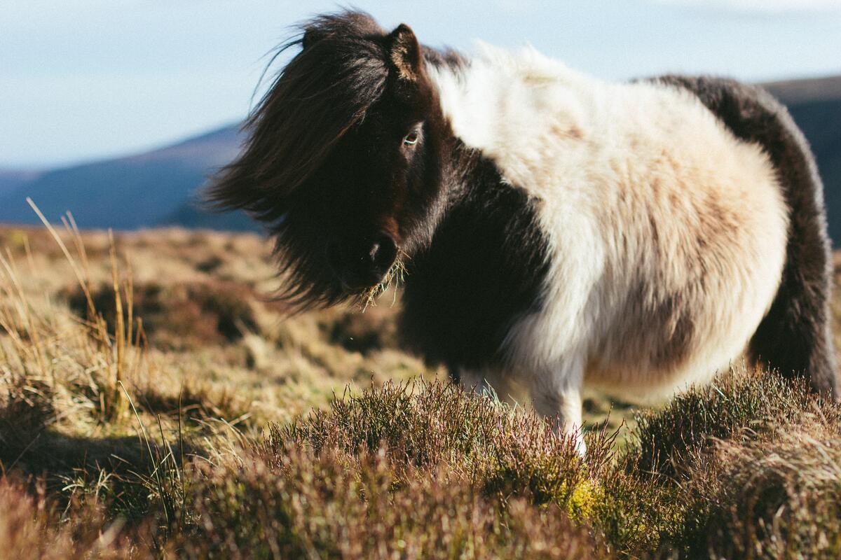 A fluffy pony walks through the fall grass