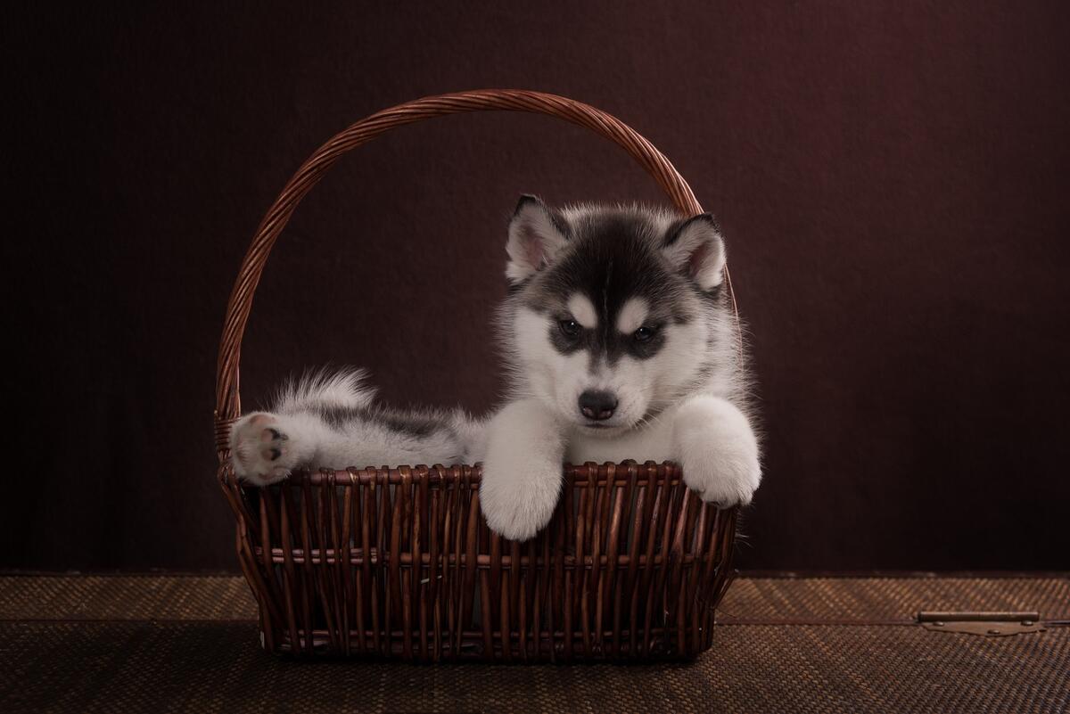 Husky puppy lying in a basket