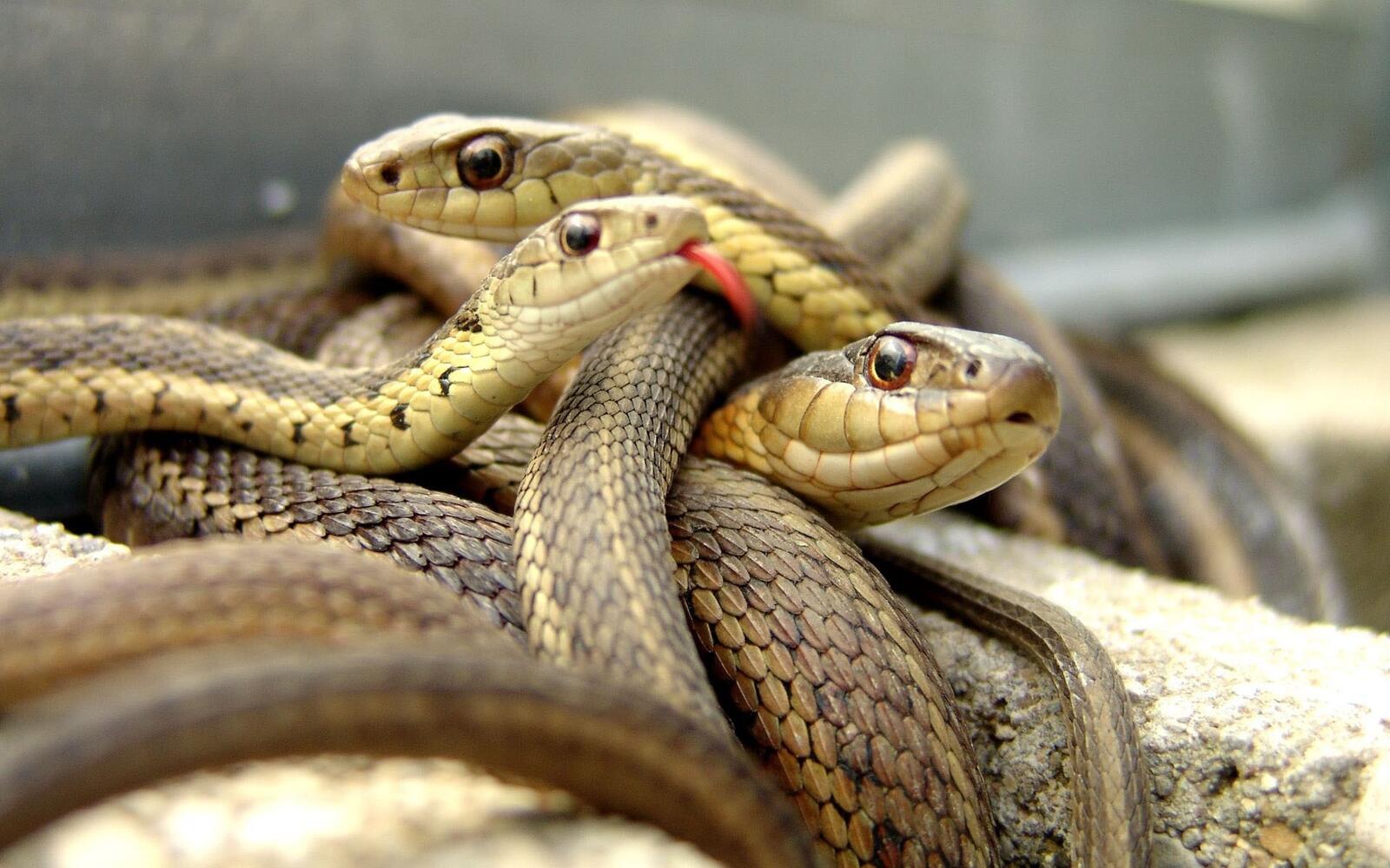 Free photo Snake family