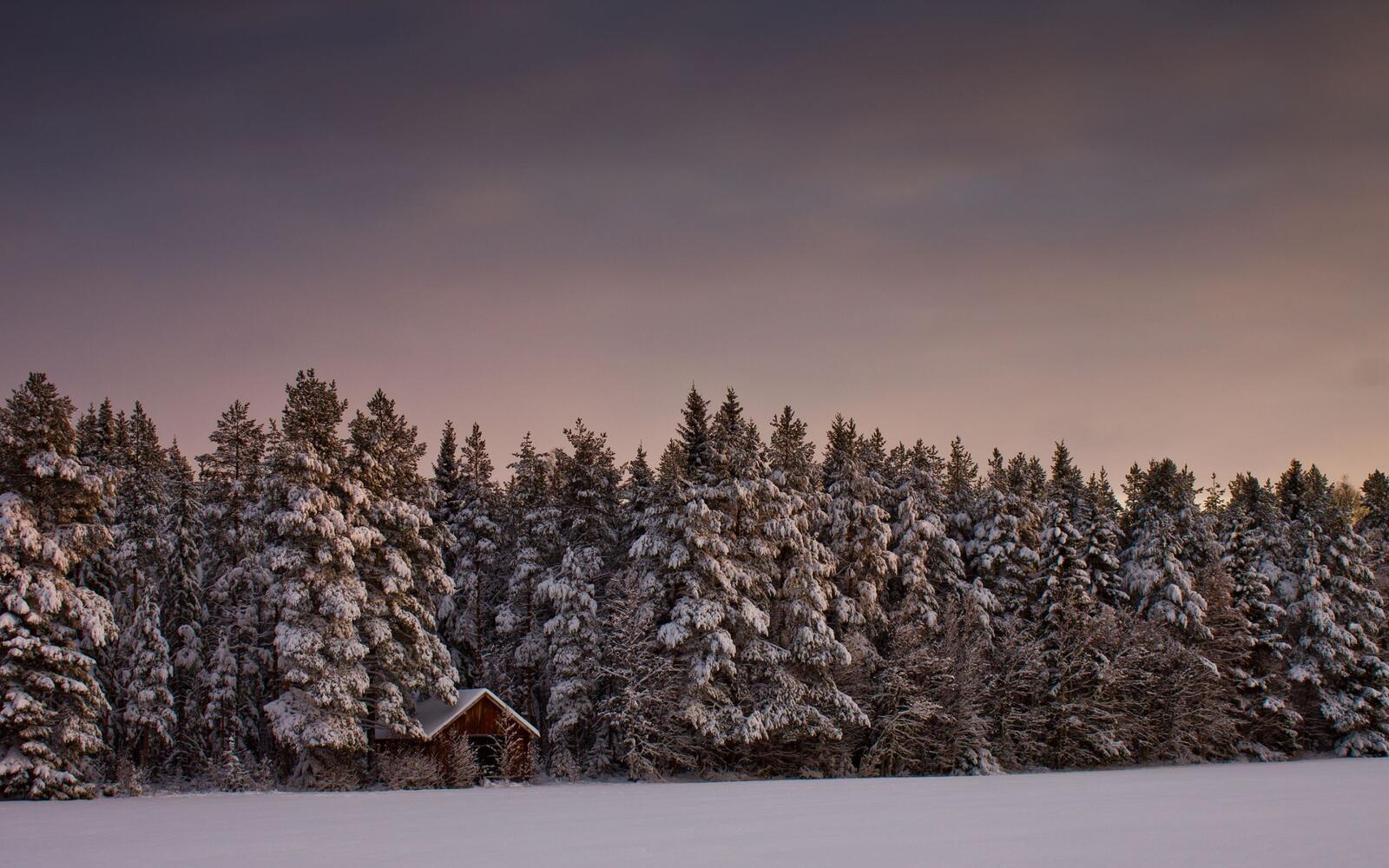 Free photo A cabin in the snowy trees