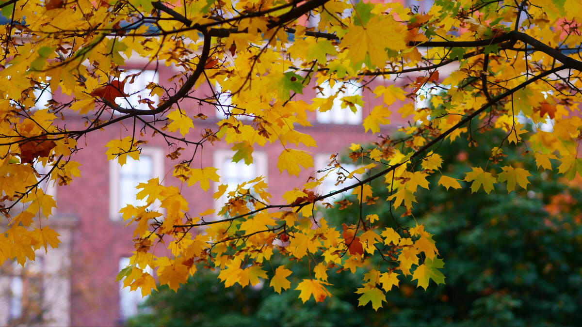 Желтые листья клена ранней осенью